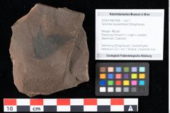 Foto (Objekt + Etikett) von Xylomites liquidambaris Ettingshausen (NHMW-GEO-2024-0188-0058)